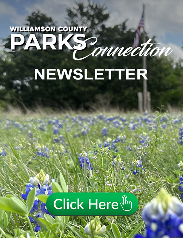Parks Department newsletter cover photo of bluebonnet flowers in bloom.
